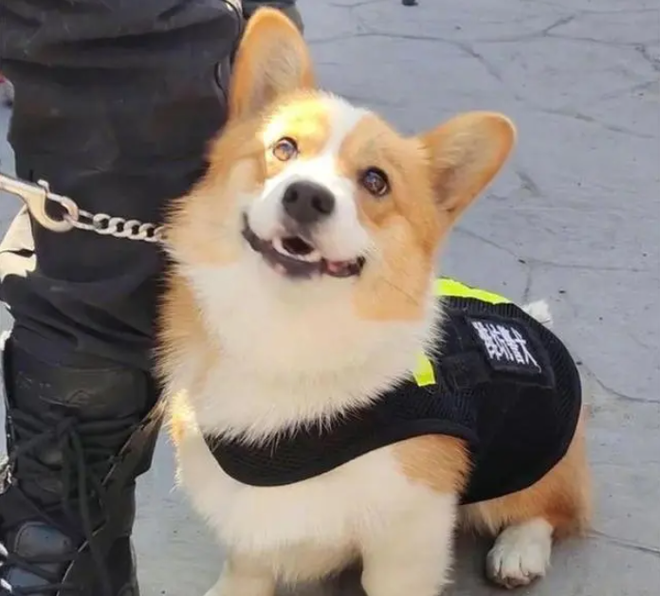 Chó Corgi cảnh sát đầu tiên ở Trung Quốc: Chân ngắn, ngây thơ nhưng điêu luyện - Ảnh 1.
