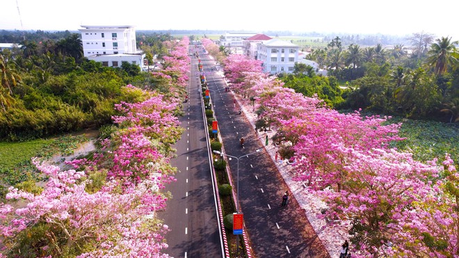 M&ecirc; mẩn đường hoa k&egrave;n hồng đẹp như tranh ở miền T&acirc;y - Ảnh 1.