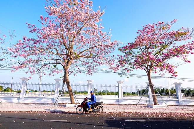 M&ecirc; mẩn đường hoa k&egrave;n hồng đẹp như tranh ở miền T&acirc;y - Ảnh 2.
