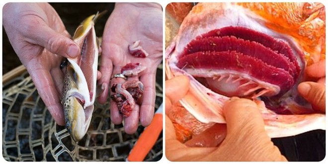 5 bộ phận bẩn nhất của cá, đừng ăn kẻo tích tụ độc tố hại thân - Ảnh 1.
