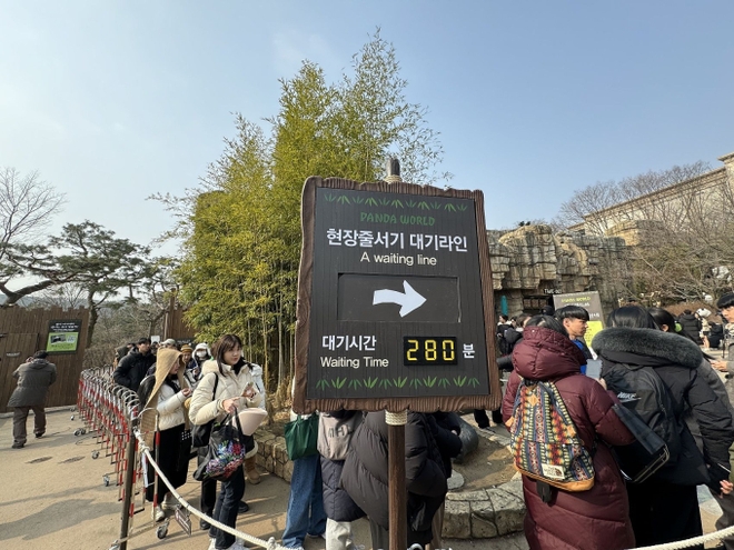 Đỉnh lưu pandabiz Fubao trong ngày làm cuối cùng tại Hàn: Fan xếp hàng từ 3 giờ sáng chỉ để được gặp trong 5 phút - Ảnh 2.