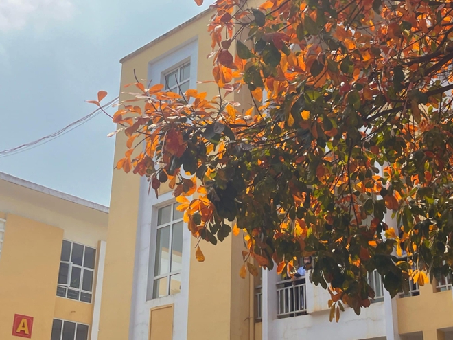 Ng&ocirc;i trường c&oacute; khung cảnh như trời thu H&agrave;n Quốc: Cả khu&ocirc;n vi&ecirc;n được nhuộm đỏ bởi sắc l&aacute;, chỉ cần giơ m&aacute;y l&ecirc;n l&agrave; c&oacute; ảnh đẹp - Ảnh 5.