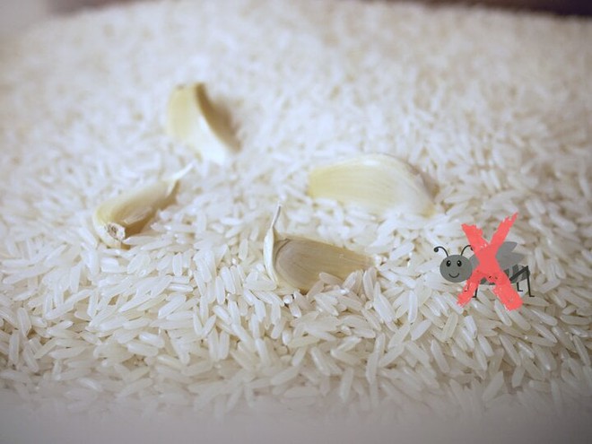 Cho một nắm hạt tiêu vào thùng gạo có công dụng gì? - Ảnh 3.