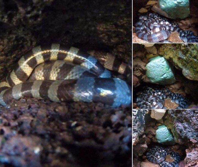 Bác tin xuất hiện nhiều ổ rắn độc nhất thế giới tại đảo Phú Quý - Ảnh 1.