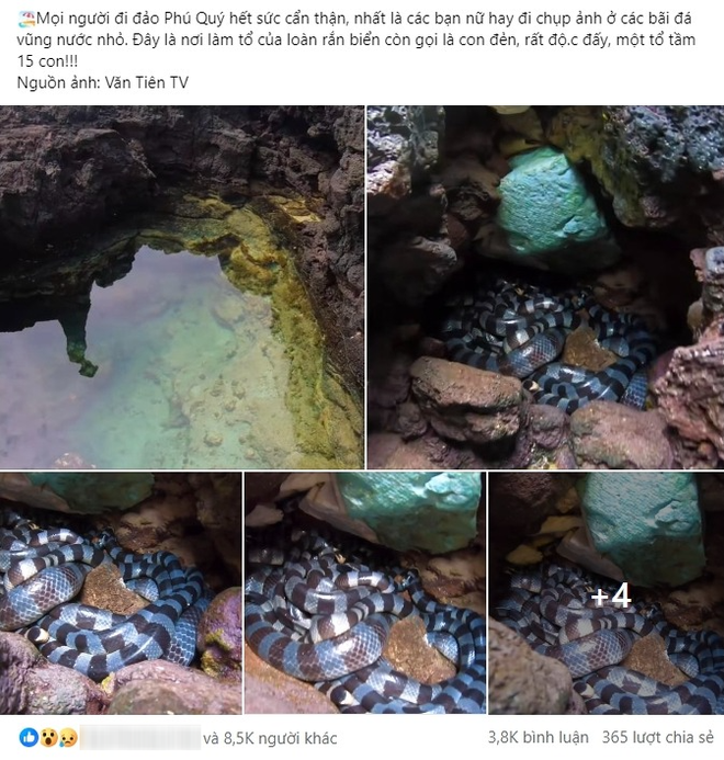 Chấn động hội mê du lịch đảo Phú Quý: Phát hiện ổ rắn độc 15 con ở bãi đá, sự thật là gì? - Ảnh 2.