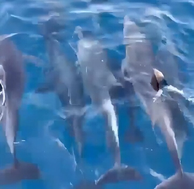 Đàn cá heo hơn 100 con ‘nhảy múa’ ở vùng biển gần danh thắng Mũi Điện - Ảnh 2.