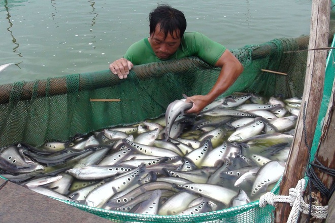 Cùng họ cá rồng nhưng số phận hẩm hiu, chỉ để lợn ăn; dân quê dùng 1 chiêu, người thành phố phát cuồng - Ảnh 1.