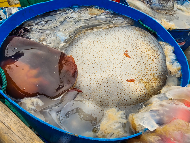 Săn vàng trắng trên biển, ngư dân Hà Tĩnh kiếm tiền triệu mỗi ngày - Ảnh 4.