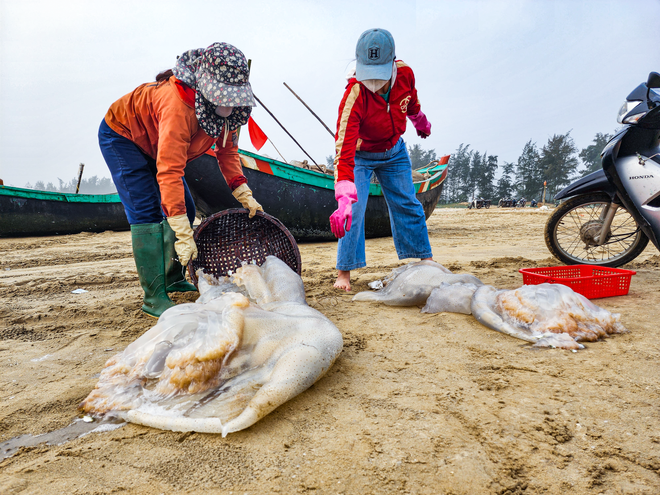 Săn vàng trắng trên biển, ngư dân Hà Tĩnh kiếm tiền triệu mỗi ngày - Ảnh 3.