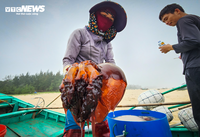 Săn vàng trắng trên biển, ngư dân Hà Tĩnh kiếm tiền triệu mỗi ngày - Ảnh 2.