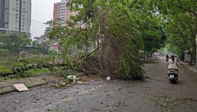 Hà Nội sau trận mưa lốc kinh hoàng: Hàng loạt cây cối đổ rạp, nhà trọ bị cuốn bay mái khiến bố mẹ phải ôm con di tản trong đêm - Ảnh 7.