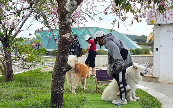 Xử lý nhanh 2 thanh niên dắt chó chiếm chỗ cây mai anh đào đẹp nhất quảng trường Lâm Viên - Ảnh 1.