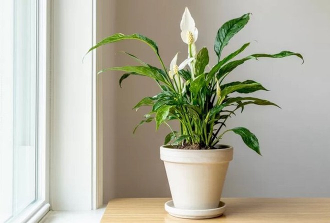 Muốn làm sạch không khí trong nhà, nên trồng những cây này - Ảnh 1.