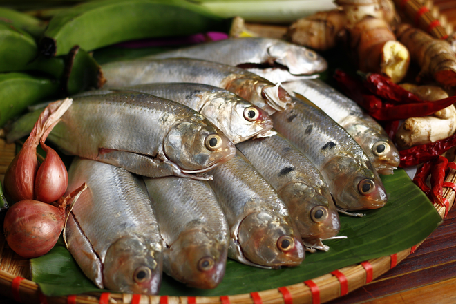 Việt Nam có 4 loại cá giàu omega 3 bậc nhất, giúp kiểm soát đường huyết, bổ tim chắc xương - Ảnh 1.