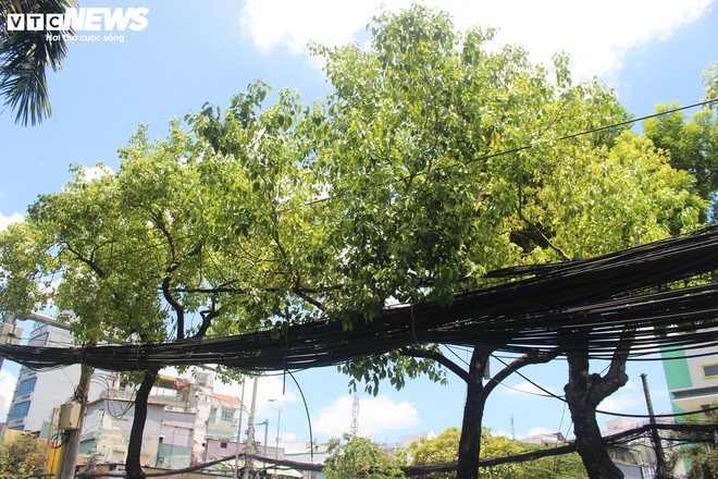 Cận cảnh hơn 400 cây xanh sắp bị đốn hạ làm tuyến Metro số 2 ở TP.HCM - Ảnh 11.
