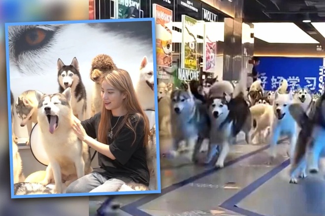 100 con chó xổng chuồng, gây hỗn loạn trung tâm mua sắm Trung Quốc - Ảnh 1.