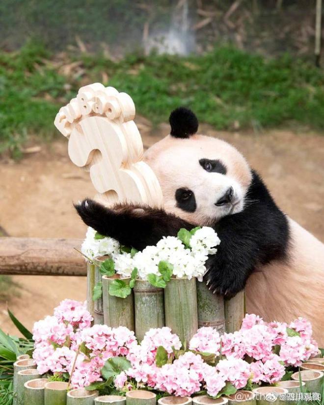 Đỉnh lưu Fubao về nước: H&agrave;ng d&agrave;i người H&agrave;n Quốc xếp h&agrave;ng dưới mưa ch&agrave;o tạm biệt, &ocirc;ng Song gục đầu b&ecirc;n xe ch&agrave;o ch&aacute;u g&aacute;i lần cuối - Ảnh 5.