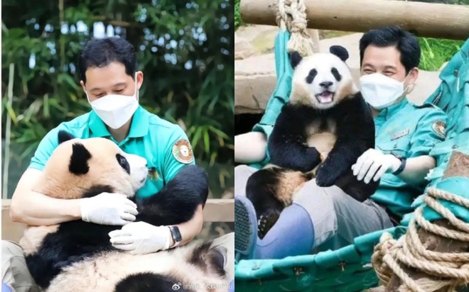 Chuyện ít biết về 2 ông nội của Fubao: Nhận tin buồn ngay trước ngày chia tay cháu gái, tập nói chuyện tiếng Trung vì sợ cháu không quen - Ảnh 7.