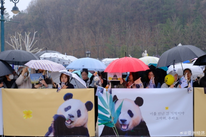 Đỉnh lưu Fubao về nước: Hàng dài người Hàn Quốc xếp hàng dưới mưa chào tạm biệt, ông Song gục đầu bên xe chào cháu gái lần cuối - Ảnh 3.
