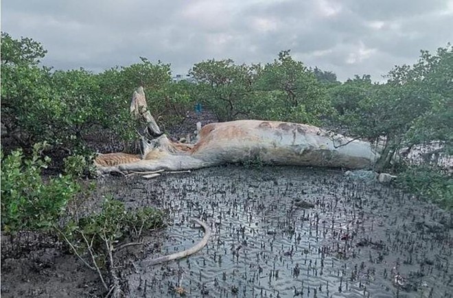 Quảng Ninh: Xác cá voi 10 tấn trôi dạt vào vùng biển Cô Tô - Ảnh 3.