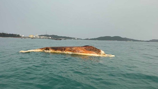 Quảng Ninh: Xác cá voi 10 tấn trôi dạt vào vùng biển Cô Tô - Ảnh 1.