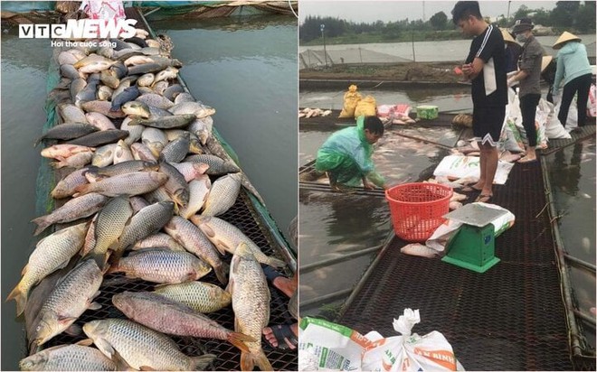 Hàng trăm tấn cá chết ở Hải Dương: Nông dân bật khóc, xót xa tiền tỷ trôi sông - Ảnh 2.