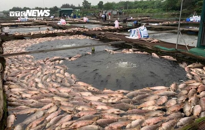 Hàng trăm tấn cá chết ở Hải Dương: Nông dân bật khóc, xót xa tiền tỷ trôi sông - Ảnh 1.