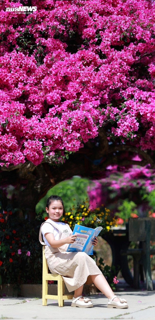 Cây hoa giấy 35 năm tuổi bung nở rực rỡ ở Đà Lạt - Ảnh 10.