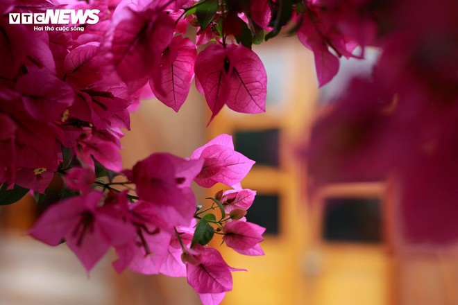 Cây hoa giấy 35 năm tuổi bung nở rực rỡ ở Đà Lạt - Ảnh 6.