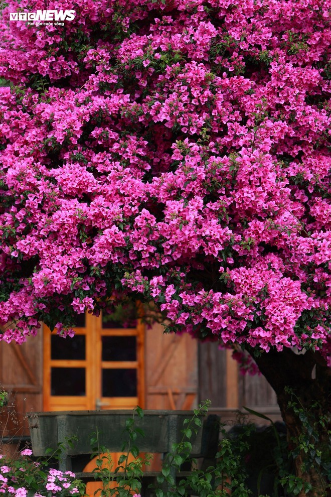 Cây hoa giấy 35 năm tuổi bung nở rực rỡ ở Đà Lạt - Ảnh 5.
