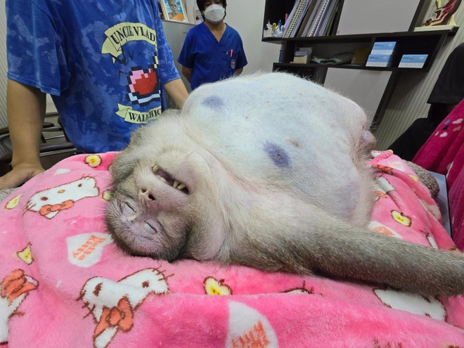 Chú khỉ béo nhất thế giới qua đời thương tâm khi mới 6 tuổi vì được khách du lịch yêu thương quá mức - Ảnh 4.