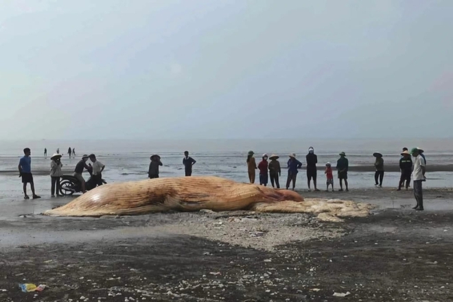 Một phần x&aacute;c c&aacute; voi khổng lồ dạt v&agrave;o ven biển Nghệ An, ch&iacute;nh quyền thu&ecirc; m&aacute;y x&uacute;c v&agrave; ch&ocirc;n cất theo phong tục - Ảnh 1.