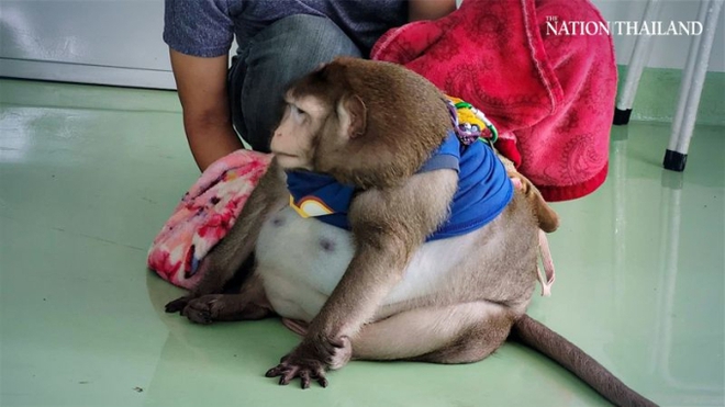 Chú khỉ béo nhất thế giới qua đời thương tâm khi mới 6 tuổi vì được khách du lịch yêu thương quá mức - Ảnh 3.