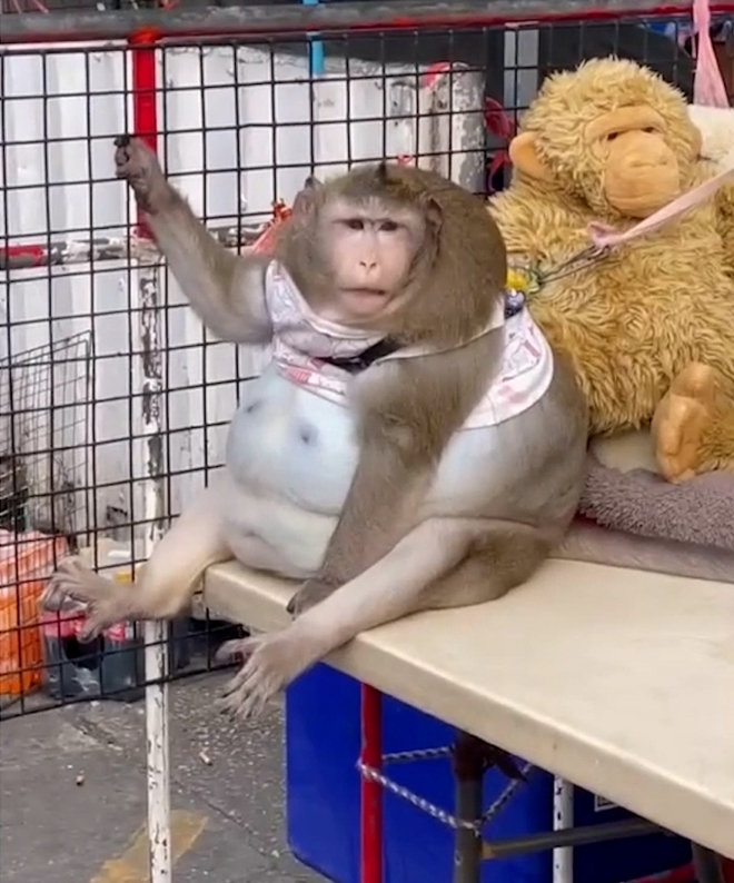 Chú khỉ béo nhất thế giới qua đời thương tâm khi mới 6 tuổi vì được khách du lịch yêu thương quá mức - Ảnh 2.