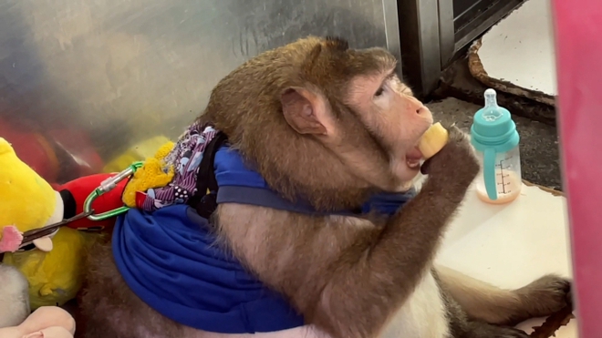 Chú khỉ béo nhất thế giới qua đời thương tâm khi mới 6 tuổi vì được khách du lịch yêu thương quá mức - Ảnh 1.