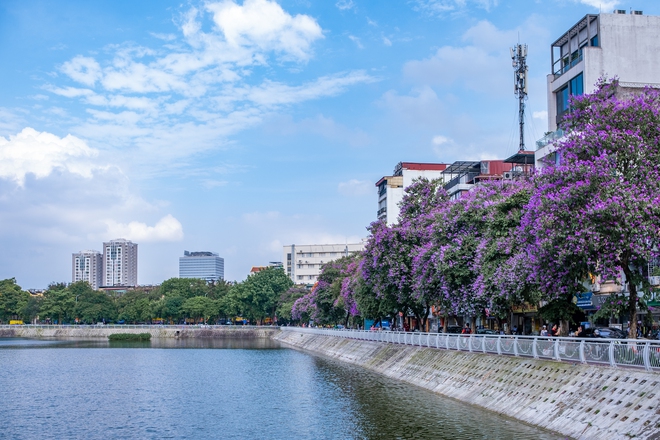 Từ đường phố Hà Nội tới MXH đều ngập sắc tím bằng lăng: Năm nào cũng nở nhưng năm nay bỗng phủ sóng khắp mọi mặt trận - Ảnh 10.