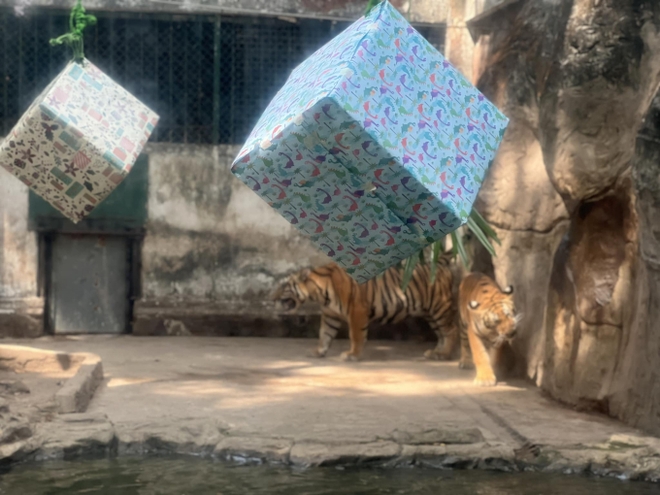 Thảo Cầm Viên Sài Gòn tổ chức thôi nôi cho 2 bé hổ Bengal: Hai chú bé thích thú bốc đồ vật chọn quà - Ảnh 4.