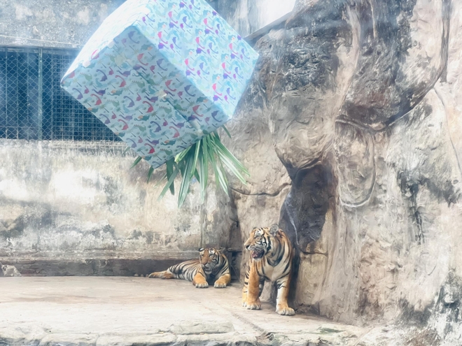 Thảo Cầm Viên Sài Gòn tổ chức thôi nôi cho 2 bé hổ Bengal: Hai chú bé thích thú bốc đồ vật chọn quà - Ảnh 3.