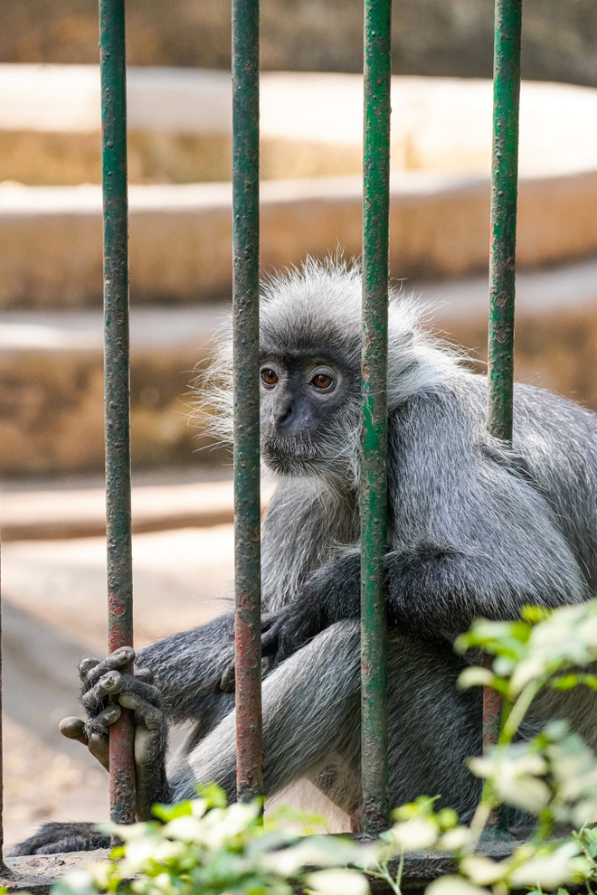 Xôn xao scandal tình ái khi đôi khỉ xám sinh ra một chú khỉ con lông vàng: Thảo Cầm Viên Sài Gòn lên tiếng phân trần - Ảnh 4.