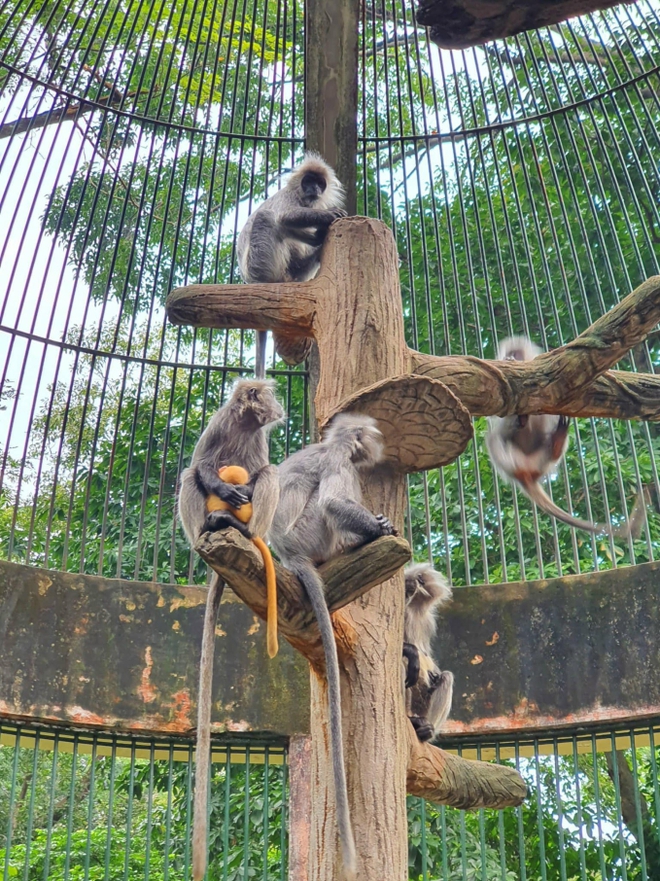 Xôn xao scandal tình ái khi đôi khỉ xám sinh ra một chú khỉ con lông vàng: Thảo Cầm Viên Sài Gòn lên tiếng phân trần - Ảnh 3.