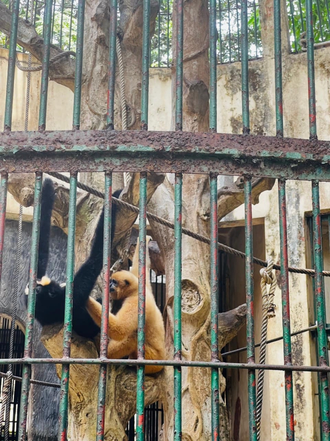 Xôn xao scandal tình ái khi đôi khỉ xám sinh ra một chú khỉ con lông vàng: Thảo Cầm Viên Sài Gòn lên tiếng phân trần - Ảnh 2.