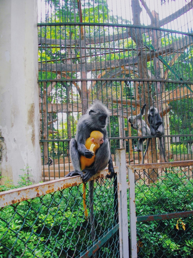 Xôn xao scandal tình ái khi đôi khỉ xám sinh ra một chú khỉ con lông vàng: Thảo Cầm Viên Sài Gòn lên tiếng phân trần - Ảnh 1.