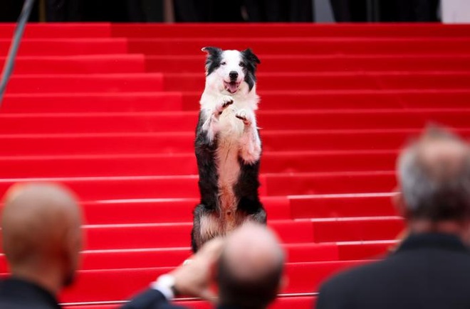 Ngôi sao đầu tiên bước lên thảm đỏ Cannes 2024 bằng bốn chân - Ảnh 5.