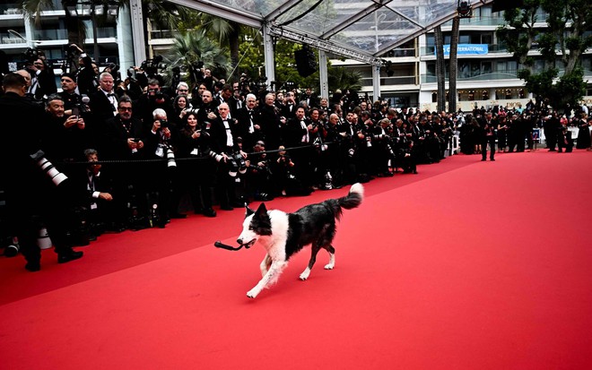 Ngôi sao đầu tiên bước lên thảm đỏ Cannes 2024 bằng bốn chân - Ảnh 4.
