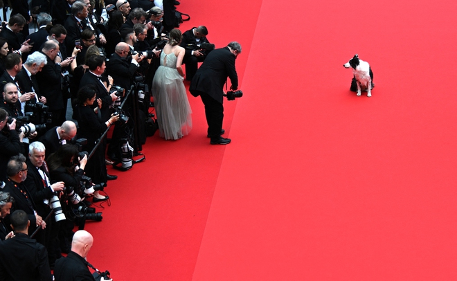 Ngôi sao đầu tiên bước lên thảm đỏ Cannes 2024 bằng bốn chân - Ảnh 3.