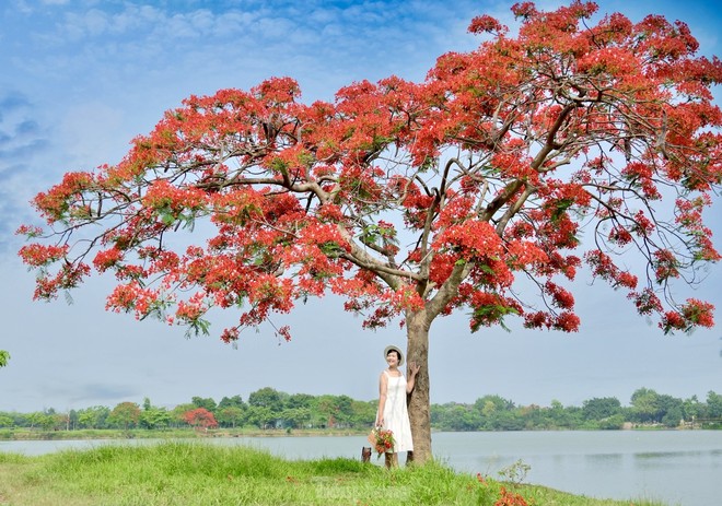 Cây phượng nở rực rỡ ở ngoại thành Hà Nội hút giới trẻ đến cắm trại trốn nóng - Ảnh 10.