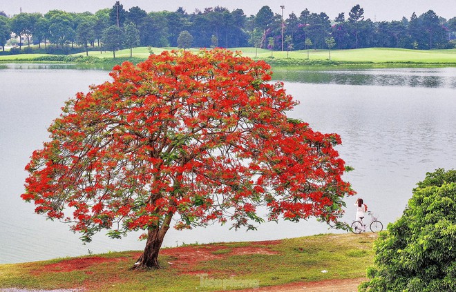 Cây phượng nở rực rỡ ở ngoại thành Hà Nội hút giới trẻ đến cắm trại trốn nóng - Ảnh 1.