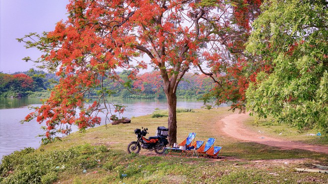 Cây phượng nở rực rỡ ở ngoại thành Hà Nội hút giới trẻ đến cắm trại trốn nóng - Ảnh 7.