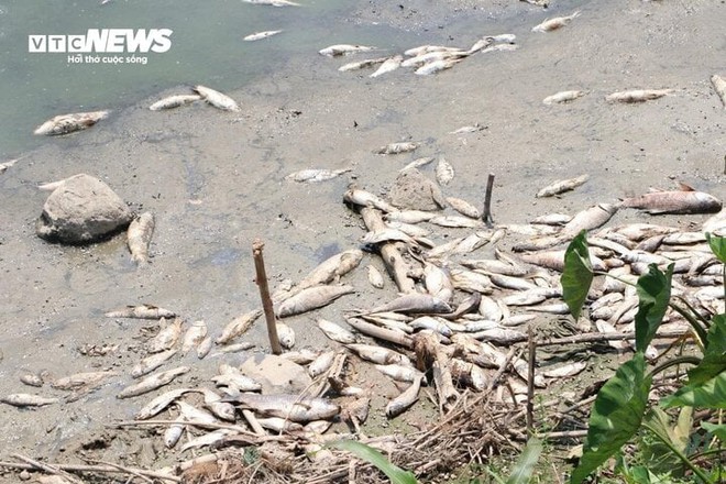 Hơn 100 tấn cá chết trắng lòng hồ Sông Mây, Đồng Nai - Ảnh 4.