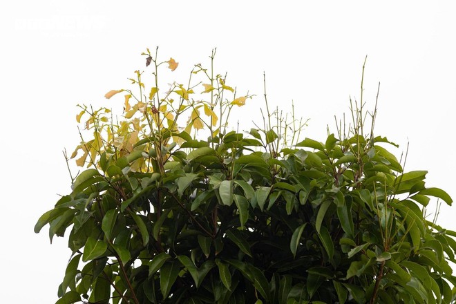 Mùa vải buồn ở Bắc Giang, mất nghìn tỷ đồng vì cây  ‘chột’ hoa - Ảnh 5.